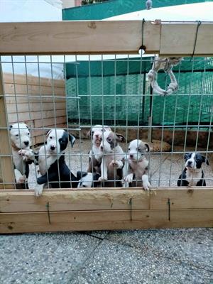American Staffordshire Terrier cuccioli