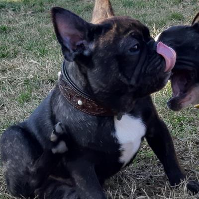 Cuccioli bulldog francesi