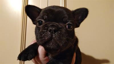 Cuccioli Bouldogue francese