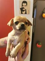 Foto 5 Cuccioli di Razza Chihuahua disponibili