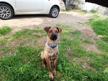 Regalo cucciola simil pitbull