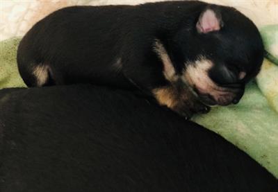 Chihuahua - Foto 3