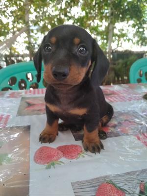 Cuccioli di bassotto tedesco originali, colore nero focato, ottimo stato - Foto 5