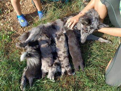 Cuccioli di Pastore del Lagorai con pedigree - Anteprima 3