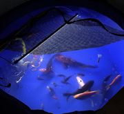 Carpe Koi