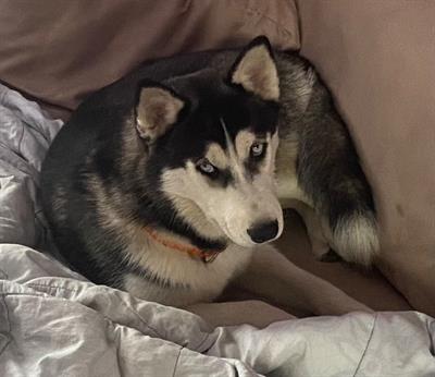 Siberian Husky da accoppiamento - Foto 4