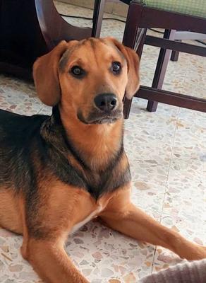 Affido Beagle meticcio