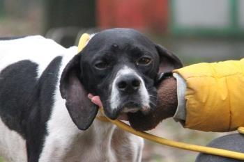 GULLIVER Pointer M - cerca casa - Foto 3