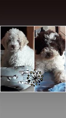 Lagotto romagnolo