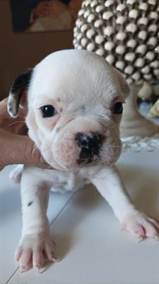 Vendo cuccioli buldog francese - Foto 4