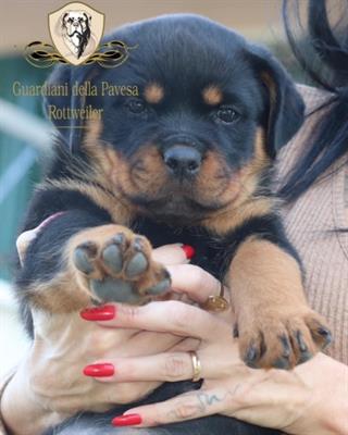 Cuccioli Razza rottweiler con pedigree ENCI, pronta consegna - Anteprima 1