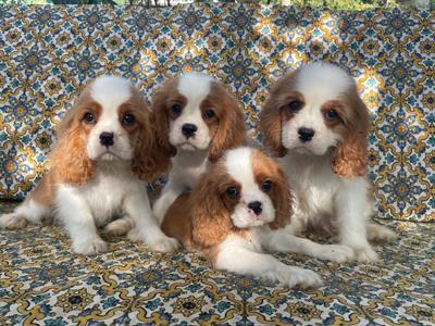 Cavalier king charles spaniel