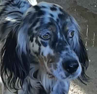 Setter inglese