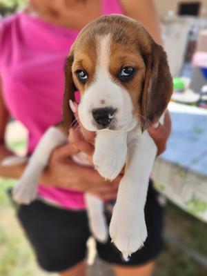 Cuccioli di Razza beagle - Foto 5