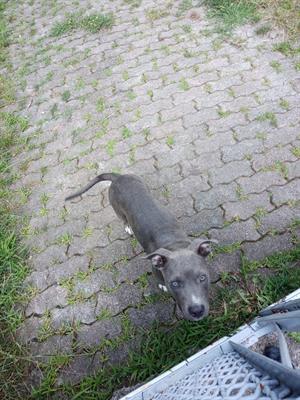 Cucciolo 6 mesi American Pitbull Blue