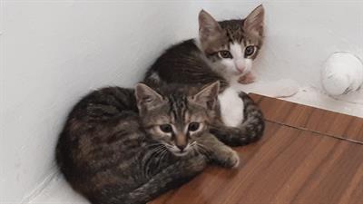 Micini 2 mesi