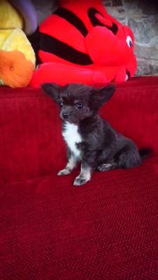 Chihuahua femminuccia