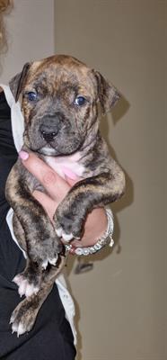 Pitbull - 2 maschi e 1 femmina - Foto 3