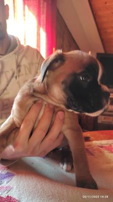 Cuccioli di boxer fulvo