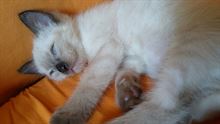 Foto 2 Gatti siamesi thai cuccioli
