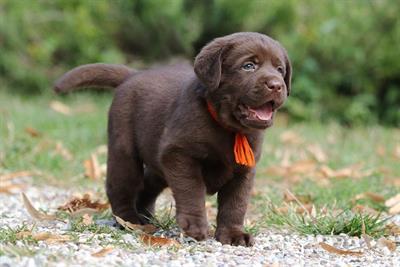 Cuccioli Razza labrador cioccolato con Pedigree - Foto 4