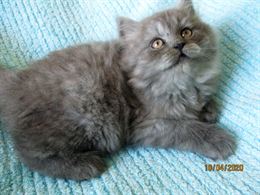 Foto 2 Favolosi Cuccioli Persiani, a pelo lungo