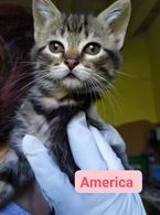Foto 3 Cuccioli di gatto in regalo Razza Europeo