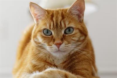 Cat sitter in frattamaggiore