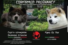 Cuccioli Akita con pedigree ENCI