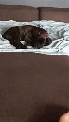 Cucciola boxer
