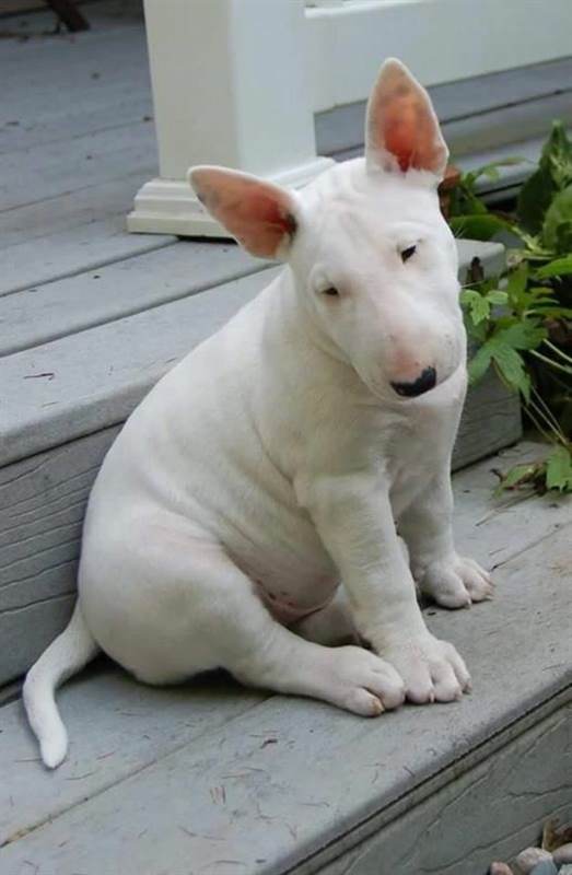 Fantastici cuccioli di Bull terrier per nuove case