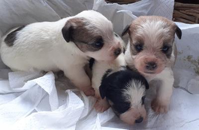 Cuccioli di Jack Russell Terrier