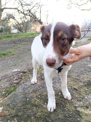 ANTONY Cucciolo 6 mesi mix Border Collie - Foto 6
