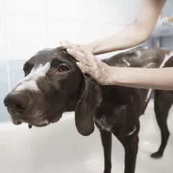 Pet sitter ad Olgiate Comasco su Misura per te - Anteprima 1