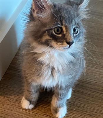Cuccioli Maine Coon di razza