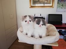 Gattini persiani nati 27 agosto