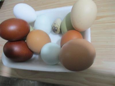 Galline dalla uova fertili