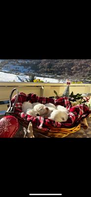 Adorabili cuccioli di samoiedo cercano casa