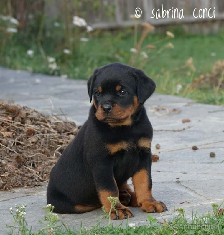 Cuccioli Rottweiler - Cani a Trento - Trentino - Alto Adige