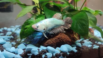 femmina Betta Splendens