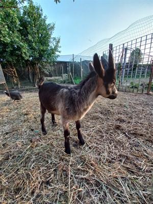 Capretti vari colori vendo 2 mesi - Anteprima 1