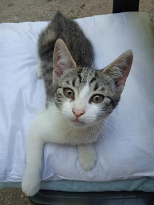 Regalo gattina