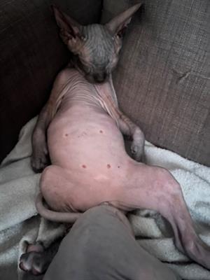 Vendo 4 gattini sphynx 1 di cui una - Anteprima 1