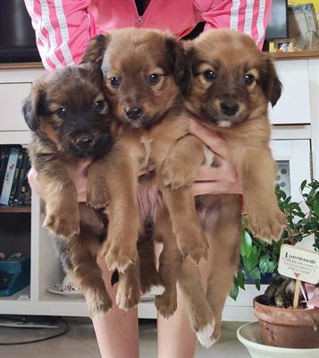 Cagnolini dolcissimi