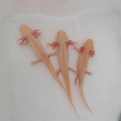 3 axolotl con CITES