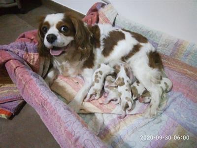 Cavalier King