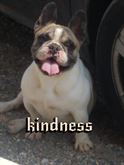 Bulldog Francese maschio con