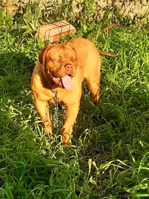 Dogue de bordeaux cucciola disponibile mesi 6.