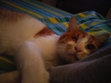 Gatto super coccoloso