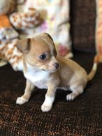 Chihuahua nata il 08/12